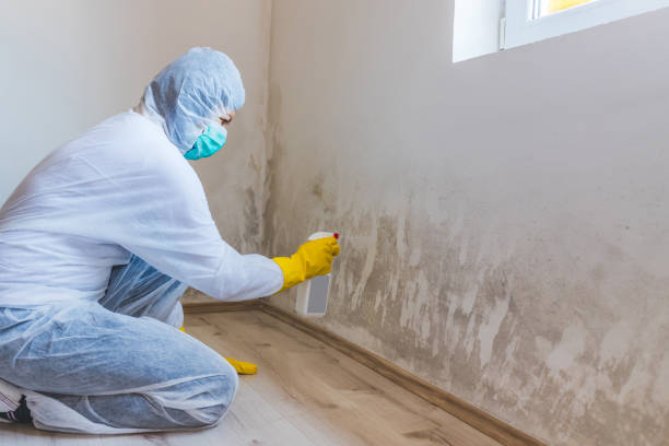 Licensed Mold Removal service in Bellevue, MI - WQB Mold Removal