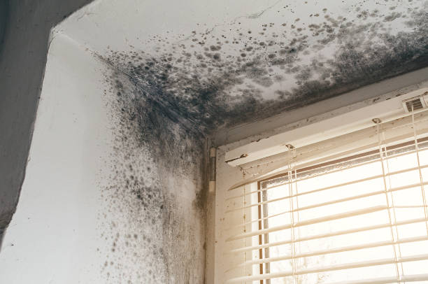 Affordable Mold Removal solutions in Bellevue, MI
