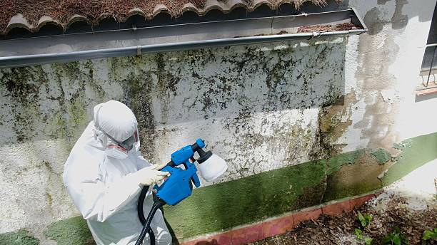 Top rated local Mold Removal specialists in Bellevue, MI